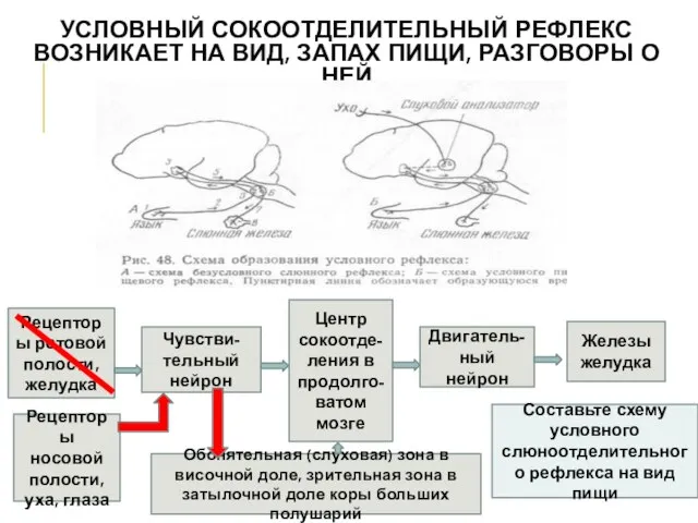 УСЛОВНЫЙ СОКООТДЕЛИТЕЛЬНЫЙ РЕФЛЕКС ВОЗНИКАЕТ НА ВИД, ЗАПАХ ПИЩИ, РАЗГОВОРЫ О НЕЙ Рецепторы