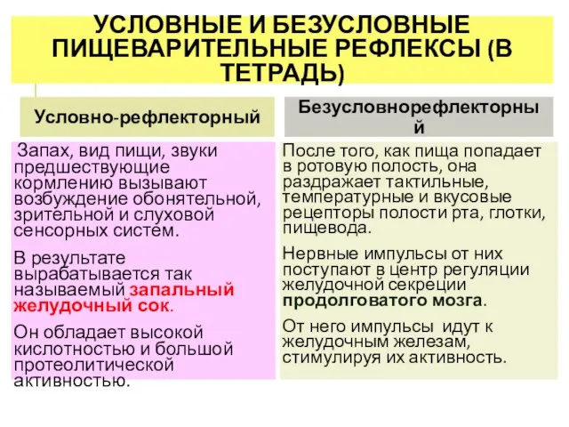 УСЛОВНЫЕ И БЕЗУСЛОВНЫЕ ПИЩЕВАРИТЕЛЬНЫЕ РЕФЛЕКСЫ (В ТЕТРАДЬ) Условно-рефлекторный Запах, вид пищи, звуки