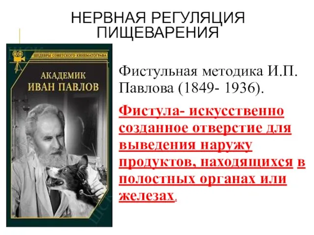 НЕРВНАЯ РЕГУЛЯЦИЯ ПИЩЕВАРЕНИЯ Фистульная методика И.П. Павлова (1849- 1936). Фистула- искусственно созданное