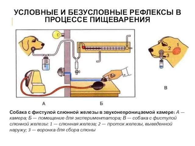 Собака с фистулой слюнной железы в звуконепроницаемой камере: А — камера; Б