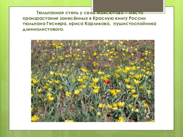 Тюльпанная степь у села Максютово – место произрастания занесённых в Красную книгу