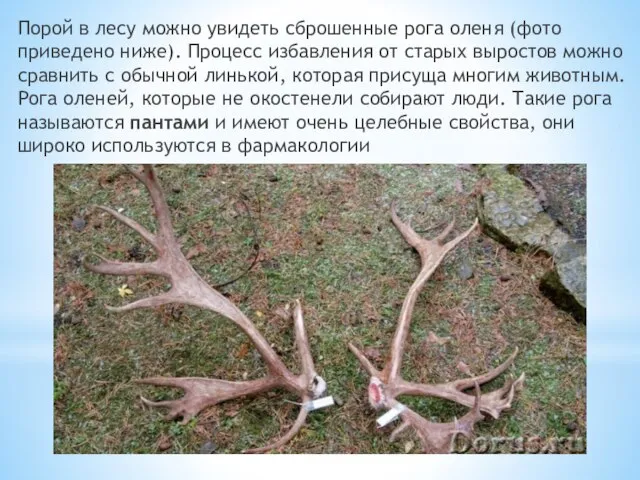 Порой в лесу можно увидеть сброшенные рога оленя (фото приведено ниже). Процесс