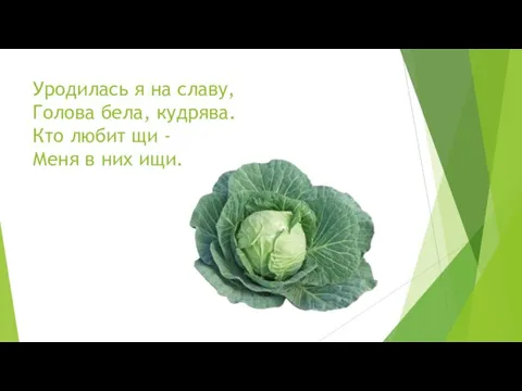 Уродилась я на славу, Голова бела, кудрява. Кто любит щи - Меня в них ищи.