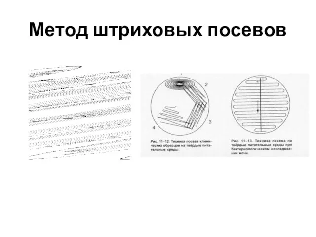 Метод штриховых посевов