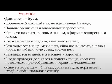 Утконос Длина тела – 65 см. Коричневый жесткий мех, не намокающий в