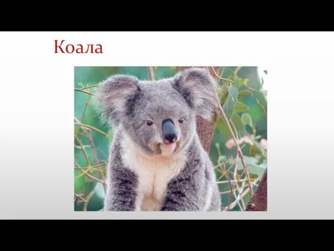 Коала