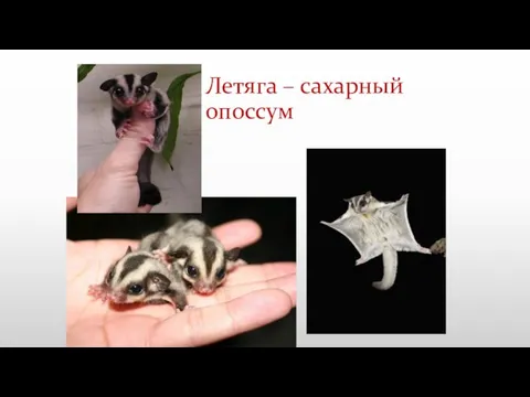 Летяга – сахарный опоссум