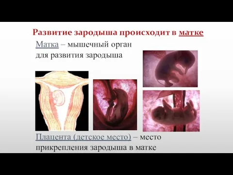 Развитие зародыша происходит в матке Матка – мышечный орган для развития зародыша
