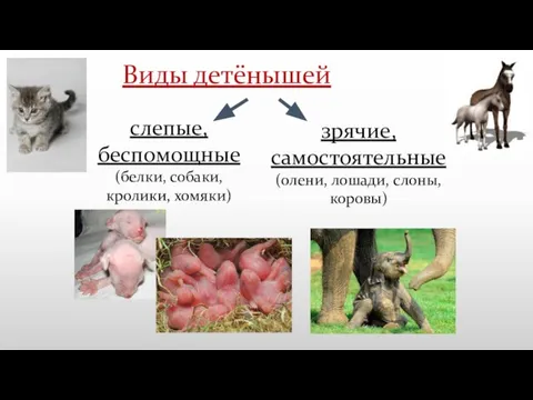 Виды детёнышей слепые, беспомощные (белки, собаки, кролики, хомяки) зрячие, самостоятельные (олени, лошади, слоны, коровы)