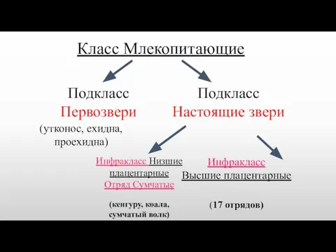 Класс Млекопитающие Подкласс Первозвери (утконос, ехидна, проехидна) (кенгуру, коала, сумчатый волк) (17