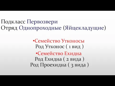 Подкласс Первозвери Отряд Однопроходные (Яйцекладущие) Семейство Утконосы Род Утконос ( 1 вид