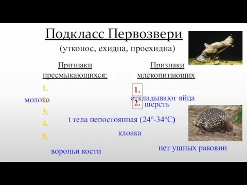 Подкласс Первозвери (утконос, ехидна, проехидна) шерсть молоко клоака вороньи кости откладывают яйца