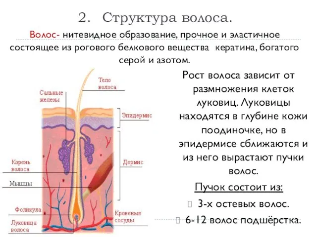 Структура волоса. Рост волоса зависит от размножения клеток луковиц. Луковицы находятся в