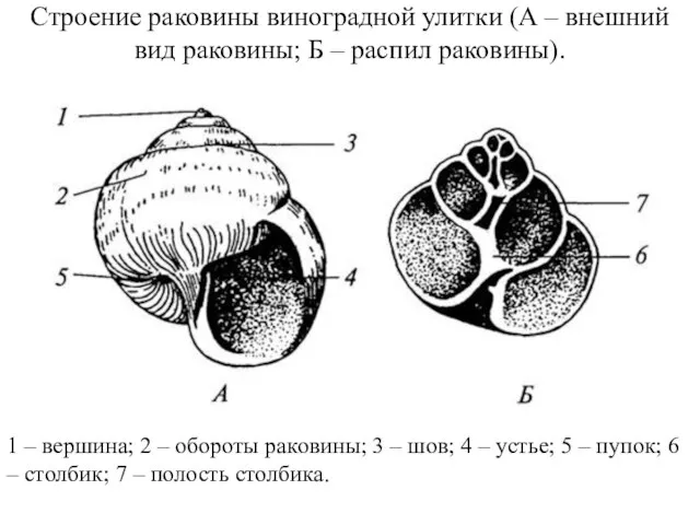 Строение раковины виноградной улитки (А – внешний вид раковины; Б – распил