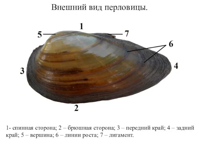 Внешний вид перловицы. 1- спинная сторона; 2 – брюшная сторона; 3 –