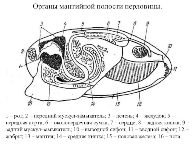Органы мантийной полости перловицы. 1 – рот; 2 – передний мускул-замыкатель; 3