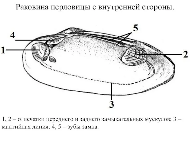 Раковина перловицы с внутренней стороны. 1, 2 – отпечатки переднего и заднего