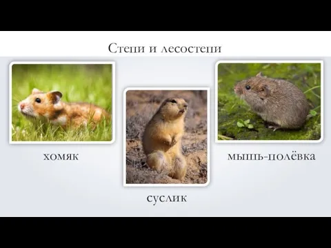 Степи и лесостепи хомяк суслик мышь-полёвка