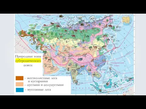 Природные зоны субтропического пояса: – жестколистные леса – пустыни и полупустыни – муссонные леса и кустарники