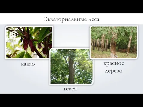 какао красное дерево гевея Экваториальные леса