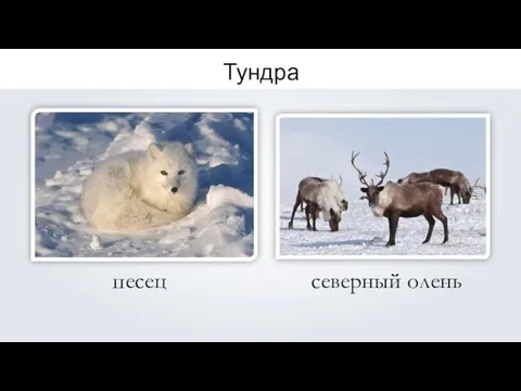 Тундра северный олень песец