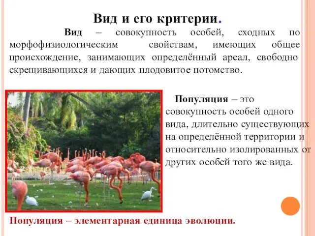 Вид и его критерии. Вид – совокупность особей, сходных по морфофизиологическим свойствам,