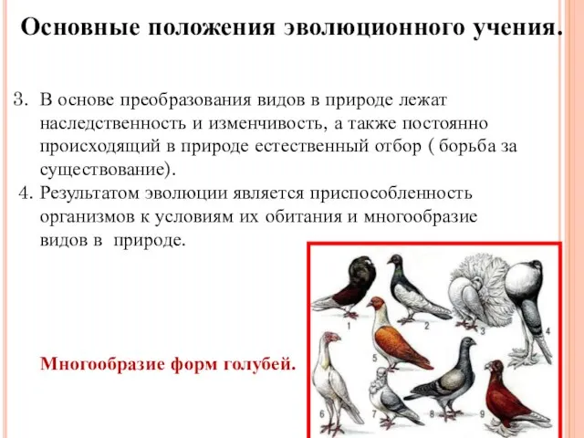 Основные положения эволюционного учения. 3. В основе преобразования видов в природе лежат