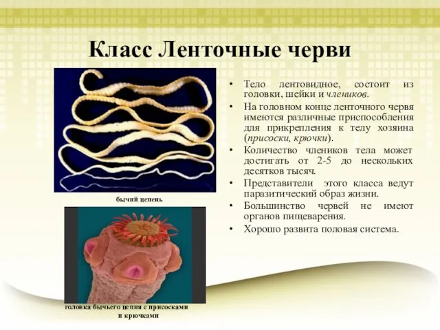 Класс Ленточные черви Тело лентовидное, состоит из головки, шейки и члеников. На