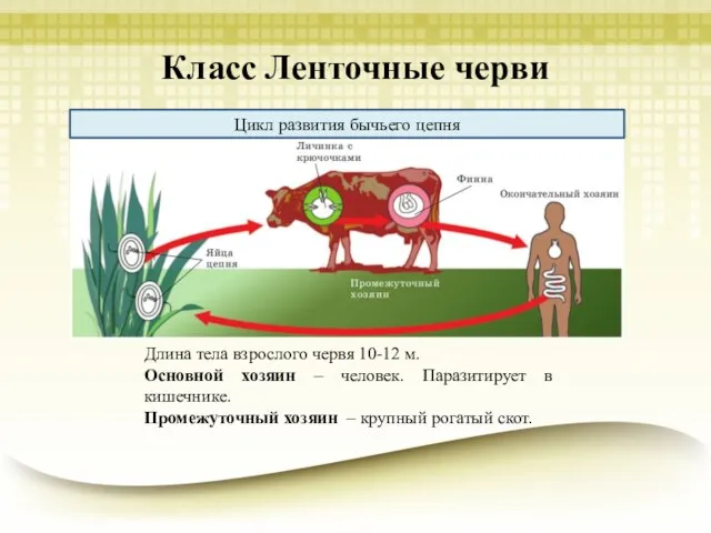 Класс Ленточные черви Цикл развития бычьего цепня Длина тела взрослого червя 10-12