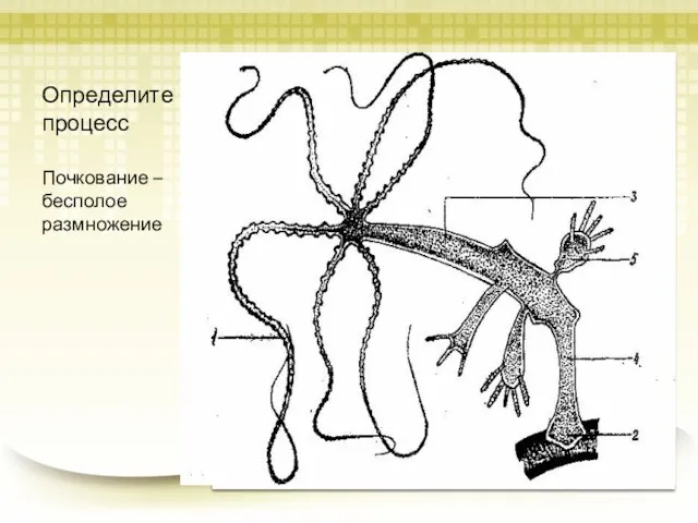 Определите процесс Почкование – бесполое размножение