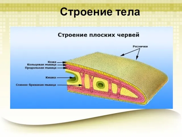 Строение тела