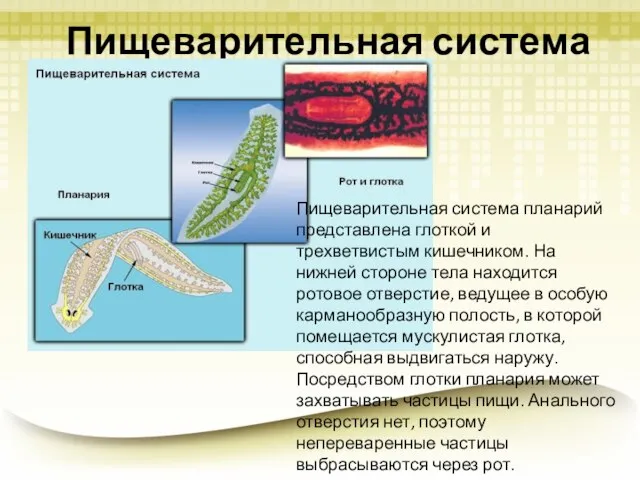 Пищеварительная система Пищеварительная система планарий представлена глоткой и трехветвистым кишечником. На нижней