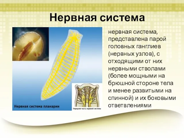 Нервная система нервная система, представлена парой головных ганглиев (нервных узлов), с отходящими