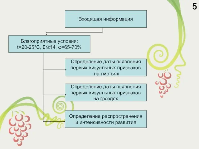 5 Входящая информация Определение даты появления первых визуальных признаков на листьях Определение