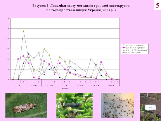 5 Рисунок 1. Динаміка льоту метеликів гронової листокрутки (по господарствам півдня України, 2013 р. )