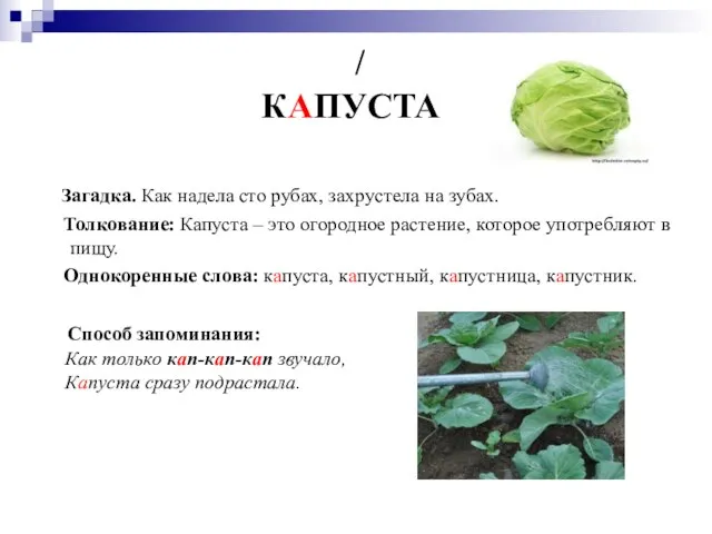 Загадка. Как надела сто рубах, захрустела на зубах. Толкование: Капуста – это