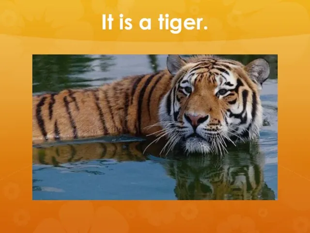 It is a tiger.