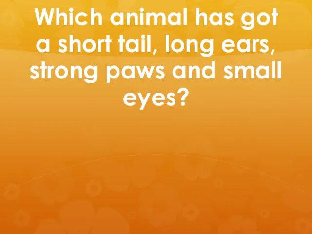 Which animal has got a short tail, long ears, strong paws and small eyes?
