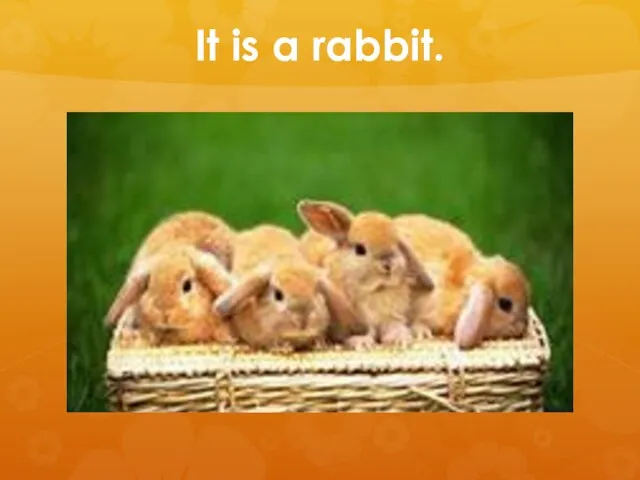 It is a rabbit.