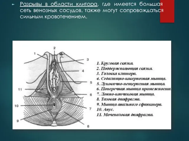 Разрывы в области клитора, где имеется большая сеть венозных сосудов, также могут сопровождаться сильным кровотечением.