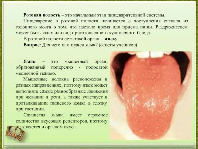 Ротовая полость – это начальный этап пищеварительной системы. Пищеварение в ротовой полости