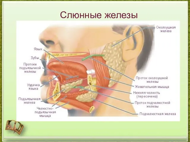 Слюнные железы