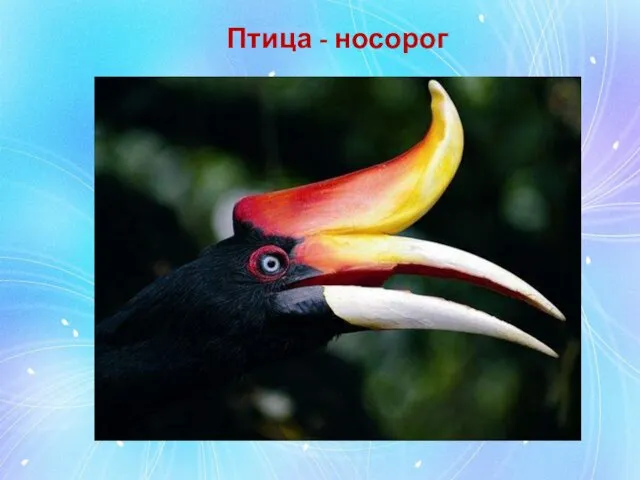 Птица - носорог