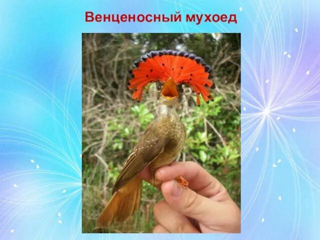 Венценосный мухоед