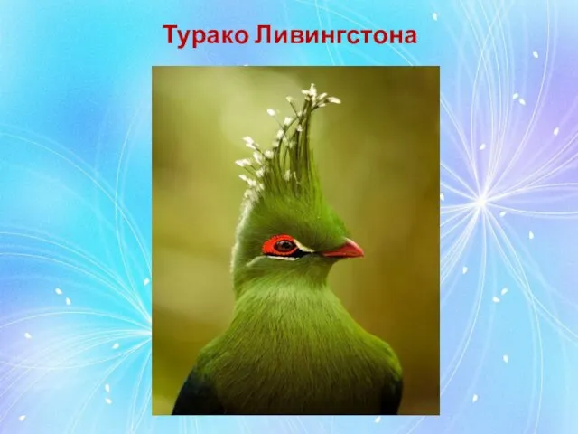 Турако Ливингстона