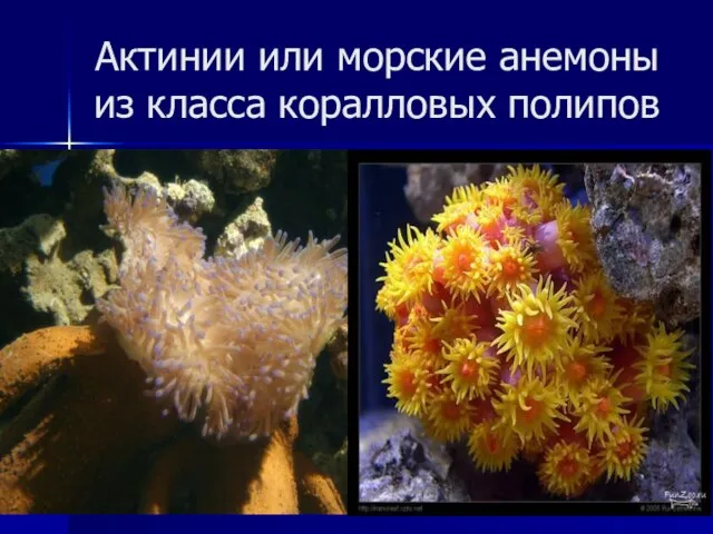 Актинии или морские анемоны из класса коралловых полипов