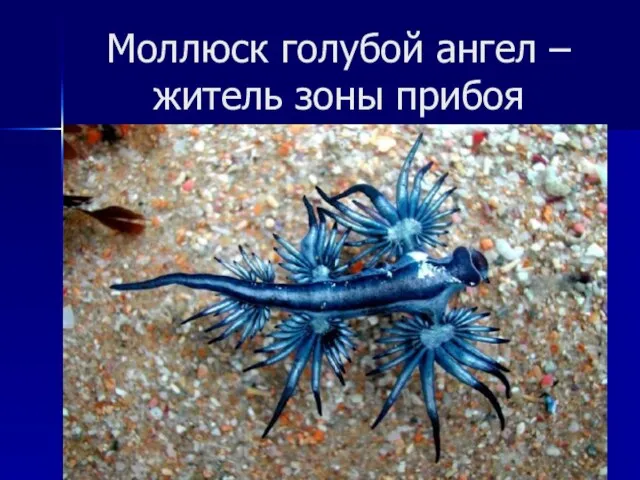 Моллюск голубой ангел – житель зоны прибоя