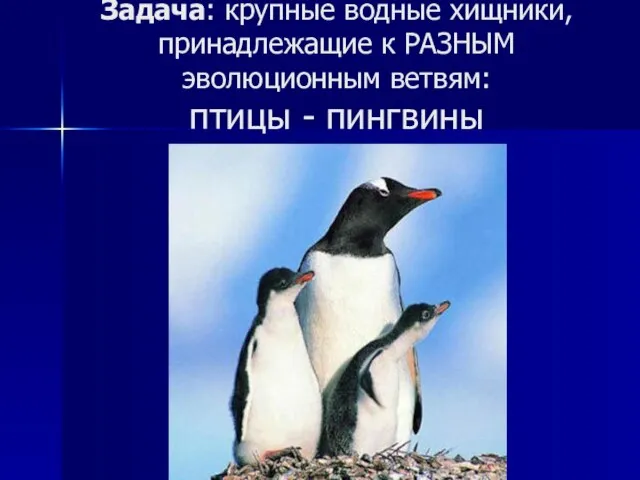 Задача: крупные водные хищники, принадлежащие к РАЗНЫМ эволюционным ветвям: птицы - пингвины