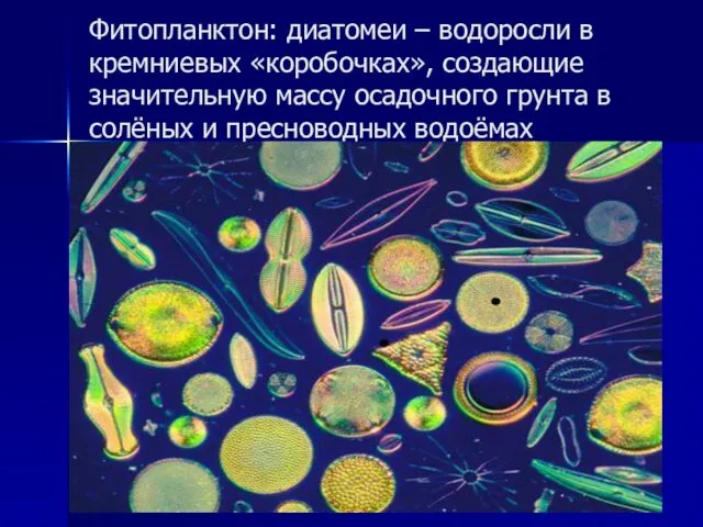 Фитопланктон: диатомеи – водоросли в кремниевых «коробочках», создающие значительную массу осадочного грунта