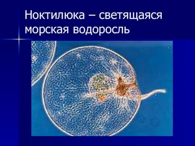 Ноктилюка – светящаяся морская водоросль